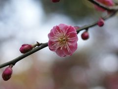 -杭州植物园