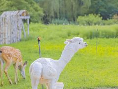 -朝阳公园