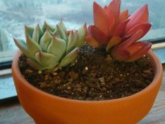 -秦美花卉(天朗·莱茵小城2期店)