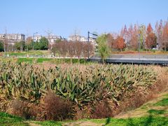 -两河城市森林公园