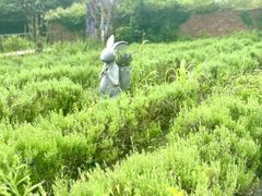 -济州森林小火车生态公园