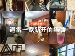 -楼上猫咖(罗湖店)