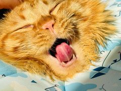 -康爱犬猫诊所·牙专科·骨外科·影像内科(丰宁店)