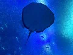 -珠海长隆海洋王国