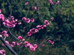 -重庆彩云湖湿地公园