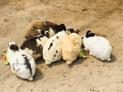 -前小桔亲子创意农场·草莓采摘·露营烧烤