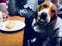 -百好乐宠物友好餐厅(朝外大街店)