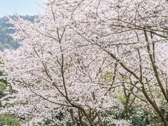 -中国茶叶博物馆(双峰馆区)