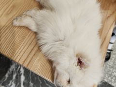 -联合动物医院(光谷诊疗中心)