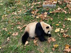 -卧龙中华大熊猫苑神树坪基地