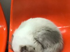 -猫咪博物馆(顶澳仔猫街店)