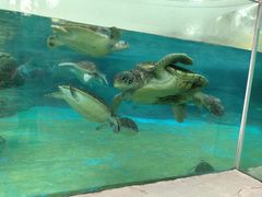 -海合安成都极地海洋公园
