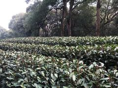 -西湖风景区十里琅珰-五云山