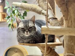 -豆逗聊愈猫阁Easy Life