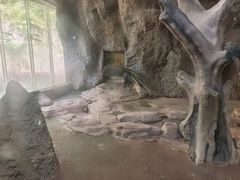 -深圳野生动物园
