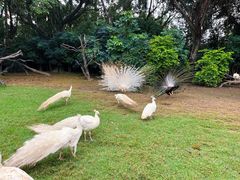 -广州长隆飞鸟乐园