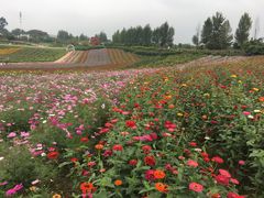-紫颐香薰山谷景区