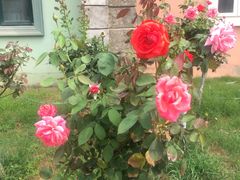 -蓬莱欧乐堡梦幻世界