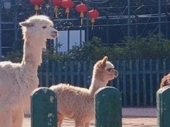 -无锡动物园·太湖欢乐园