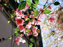 -深圳国际园林花卉博览园