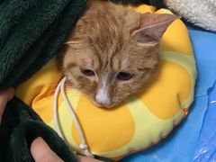 -纳吉亚猫专科动物诊疗中心(蒋宅口分院)