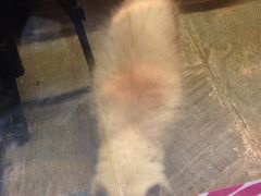 -猫咪博物馆(顶澳仔猫街店)