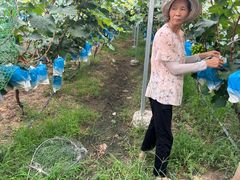 -马陆小张葡萄园农家乐