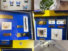 -上海昆虫博物馆