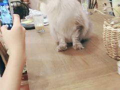 -共舞时光猫咖·狗咖(新街口店)
