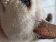 -pd派德宠物中心医院24H急重症·眼科中心·血液透析中心(嵩山北路店)