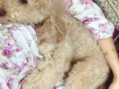 -利又安动物医院··老年病·猫科犬科·中兽医