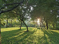 -莲花山公园