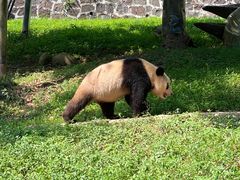 -都江堰中华大熊猫苑