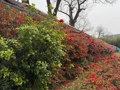 -红螺寺