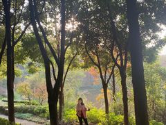 -铁山坪森林公园