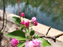 -海棠花溪(元大都城垣遗址公园)
