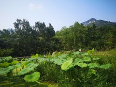-沂蒙山旅游区云蒙景区(蒙山国家森林公园)