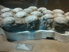 android_upload_pic-自贡恐龙博物馆