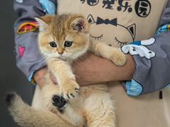 -猫宠乐园·专业洗护