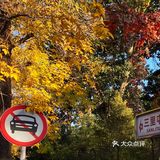 三里屯东五街的银杏大道，我没进去