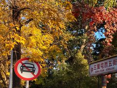 -三里屯东五街银杏大道