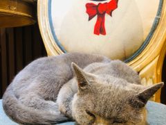 -more than meow吴止猫主题餐厅(承德 中船汇店)