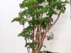 -旧屋咖啡(海景店)