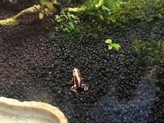 -上海大自然野生昆虫馆(东方明珠·爬宠昆虫探索中心)
