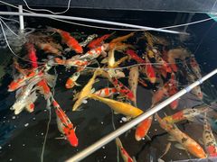 -南汇花鸟市场(上海浦东新花卉店)