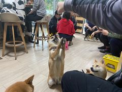 -柴犬高等学院·狗咖·柴犬售卖·宠物训练