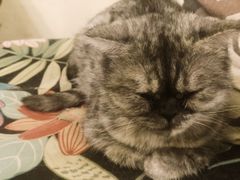 -猫色咖啡·猫咖