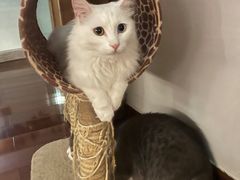 -Catmate·猫肥家润(金润铂宫店)