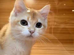 -猫十亿·布偶金渐层·曼基康矮脚猫舍(青年路店)