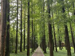 -黄海国家森林公园